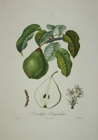 Plate , Duchesse d'Angoulême