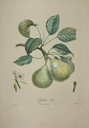 Plate 98, Epine d'été