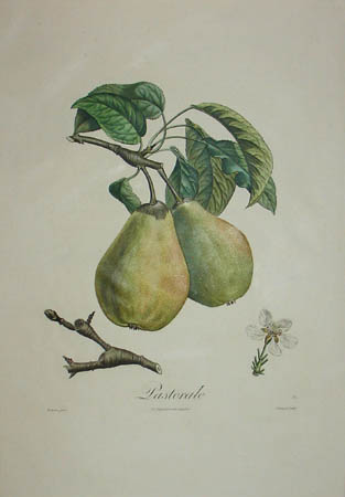 Plate 30, Pastorale