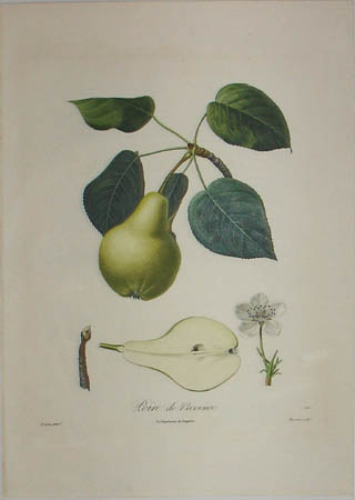 Plate 326, Poire de Provence