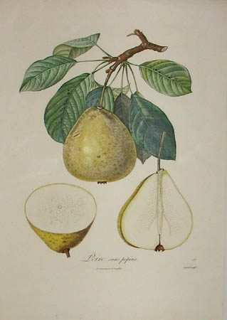 Plate 283, Poire sans pépins