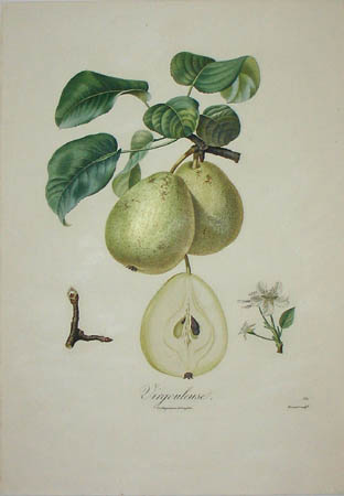 Plate 332, Virgoleuse