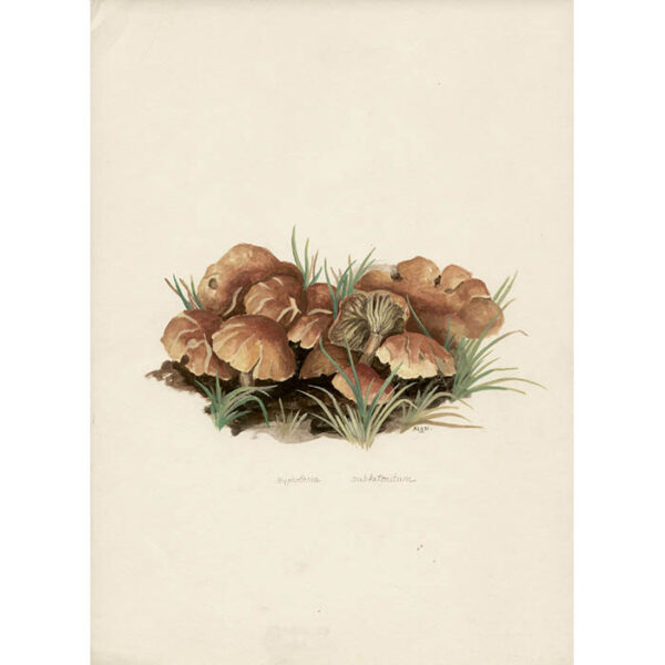 Botanical Art Mushrooms Cape Cod Marcia Gaylord Norman Vintage Watercolors George Glazer 