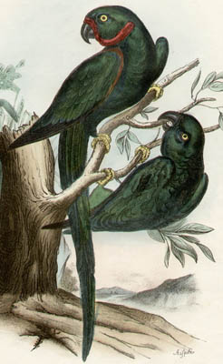 Detail of a bird print
