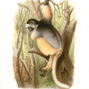 Propithecus Diadema Lemur