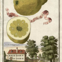 Limon da Portugal Dolce