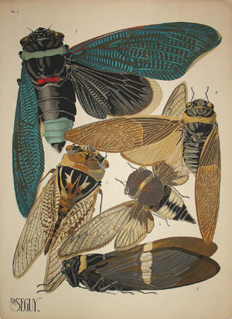 V. Insects in Fashion and Textile Design