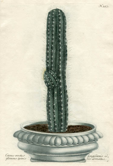 Weinmann Plate 357, Cactus.