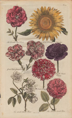 Hill Botanical, Plate 45