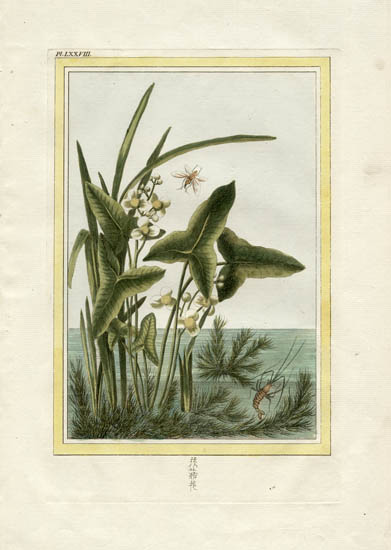 BOTANICAL ART 【import品】 4 x Vintage botanical illustration book plate Print Floral