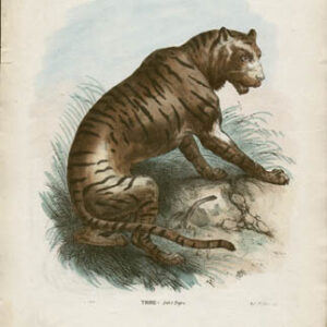 Tigre -- Felis Tigra
