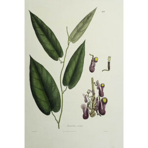 Plantae Asiaticae Rariores, Aristolochia saccata, Plate 103