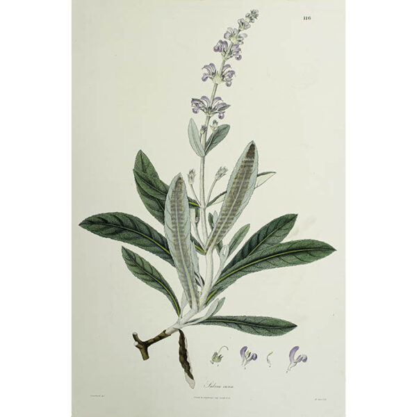 Plantae Asiaticae Rariores, Salvia cana, Plate 116
