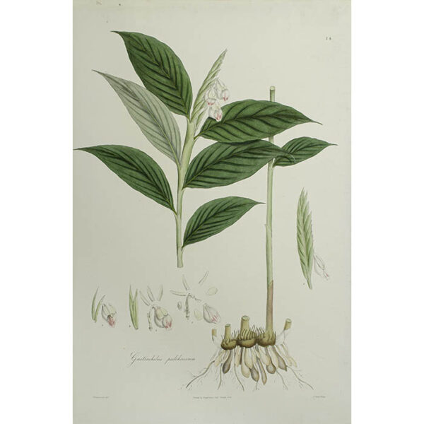 Plantae Asiaticae Rariores, Gastrochilus pulcherrima, Plate 24