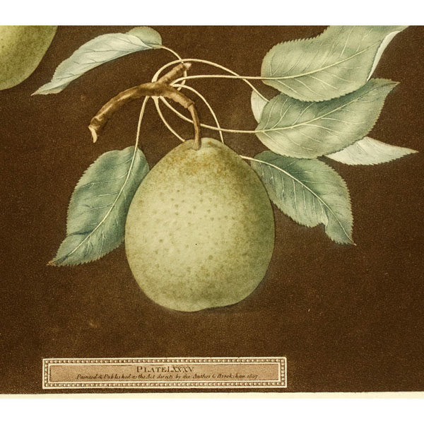 Brookshaw Pears Botanical Print Antique Detail