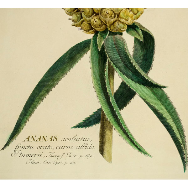 Vintage Botanical Illustration by Georg Dionysius Ehret c.1742 Master Art Print Hospitality - Hawaiian Pineapple 13 x 19in Book Plate: 18th Century Plantae Selectae Ho’okipa 