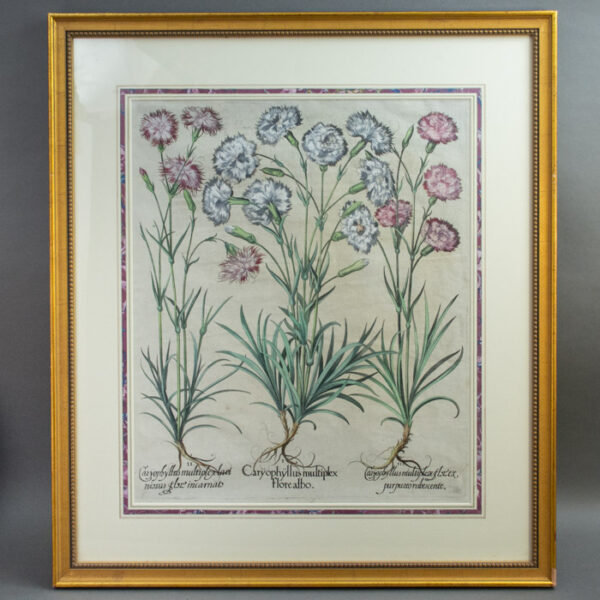 Caryophyllus plenus, purpurascens, punctatis & laciniatis foliis [Carnations], Decimusquartus Ordo. Fol. 8