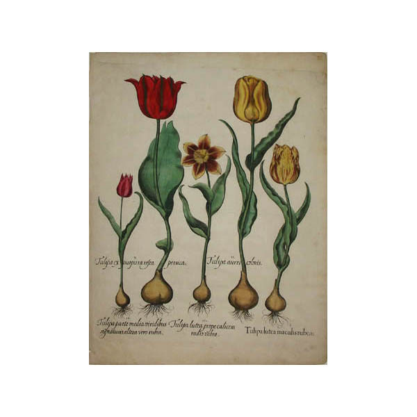 Tulipa Lutea Maculis Rubens [Tulip], 2nd edition