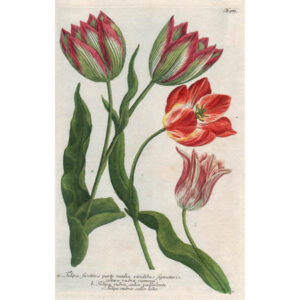 Weinmann Plate 987, Tulips