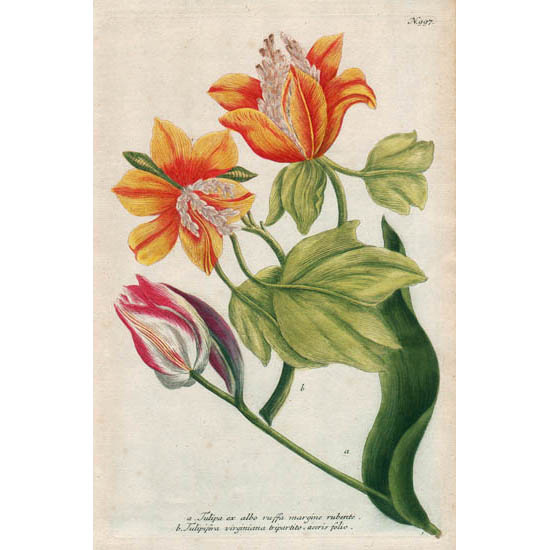 Original Antique Johann Weinmann\u2019s Phytanthoza Iconographia Hand Colored Botanical Print Circa 1737-1745