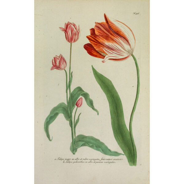 Weinmann Plate 996, Tulips