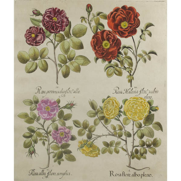 Besler Roses antique print