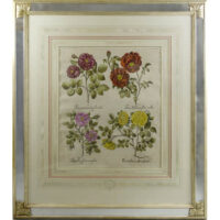 Besler Roses antique print, framed
