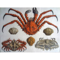 Seba Crabs Plate 22, Tab. XXII