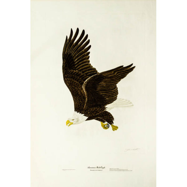 American Bald Eagle, Haliaetus leucocephalus