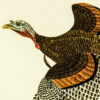 Bird, Art, American, John Ruthven, Wild Turkey, Large Signed Limited ...