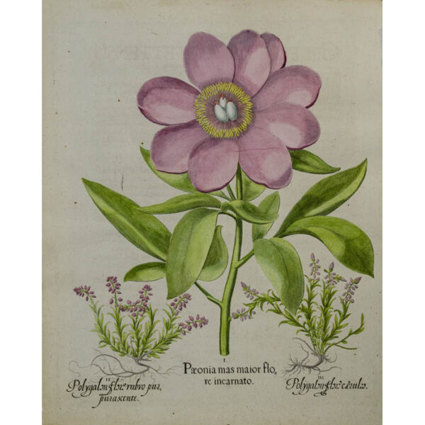 Besler Paeonia mas maior flore incarnato [Peony and Milkwort]