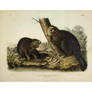 J.J. Audubon, American Beaver, Castor fiber americanus (Plate XLVI, No. 10)