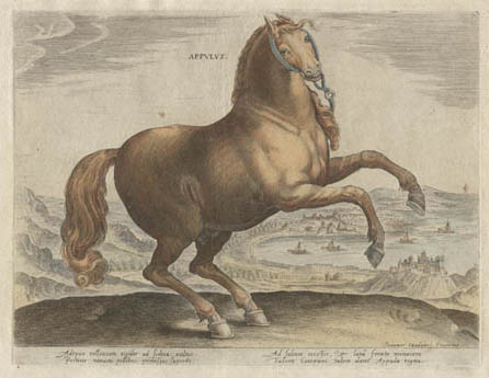 Stradanus horse print