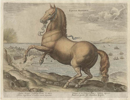 Stradanus horse print