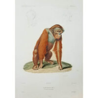 Orang-Outang Mâle, Mammifères Plate 1