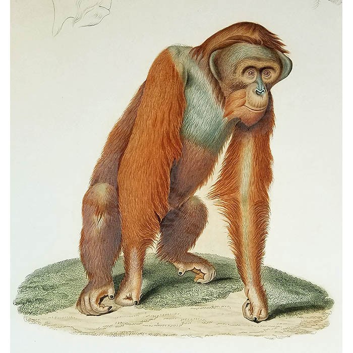Orang-Outang Mâle, Mammifères Plate 1, detail