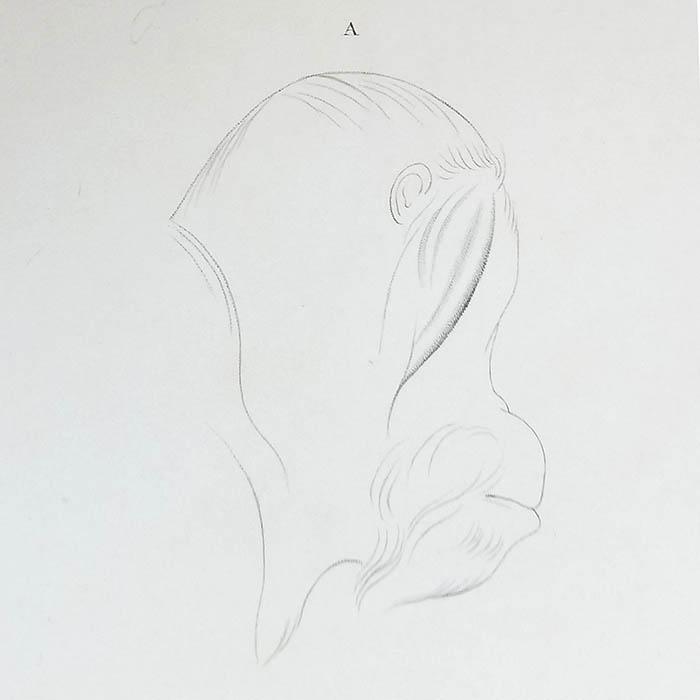 Orang-Outang Mâle, Mammifères Plate 1, detail