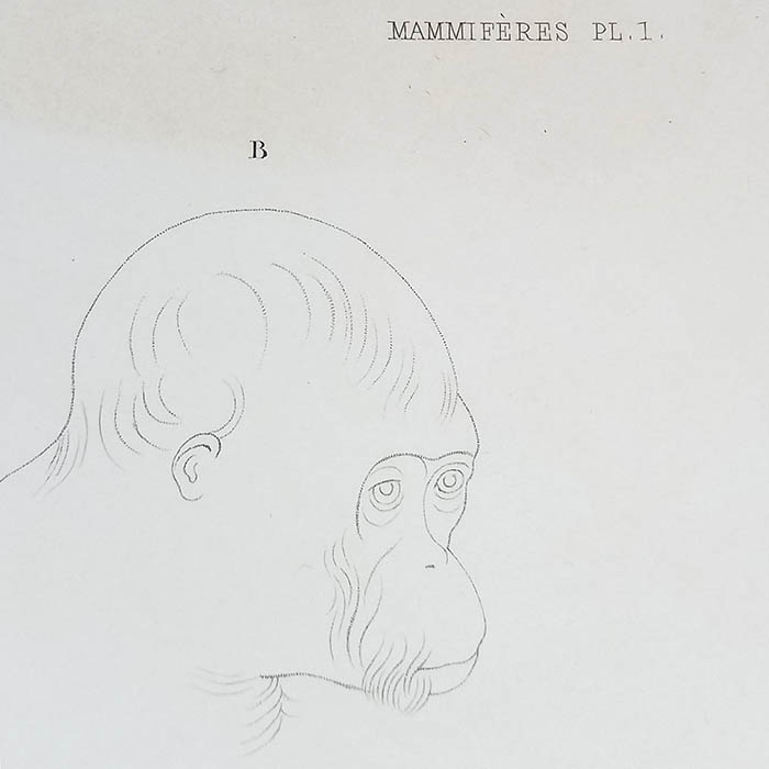 Orang-Outang Mâle, Mammifères Plate 1, detail