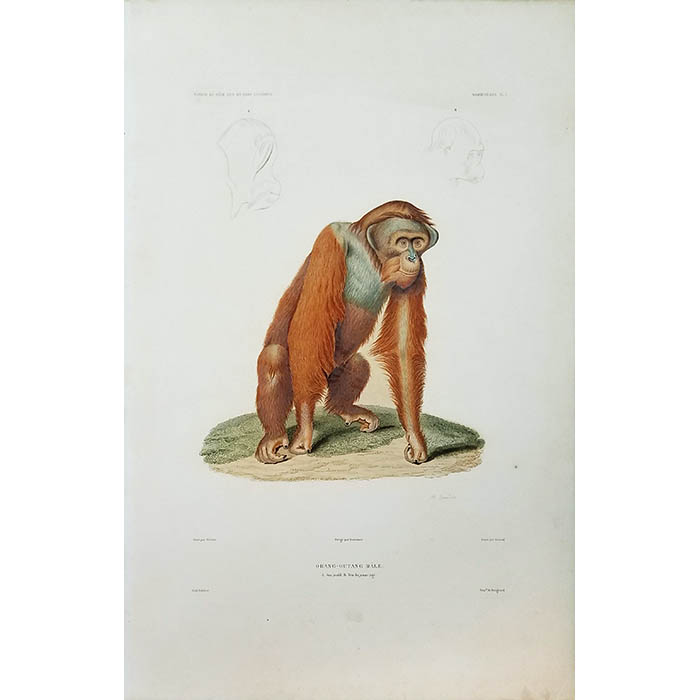 Orang-Outang Mâle, Mammifères Plate 1