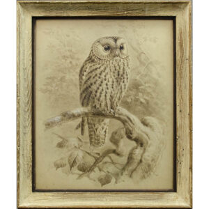 Keulemans, Natural History Study of Owl, framed