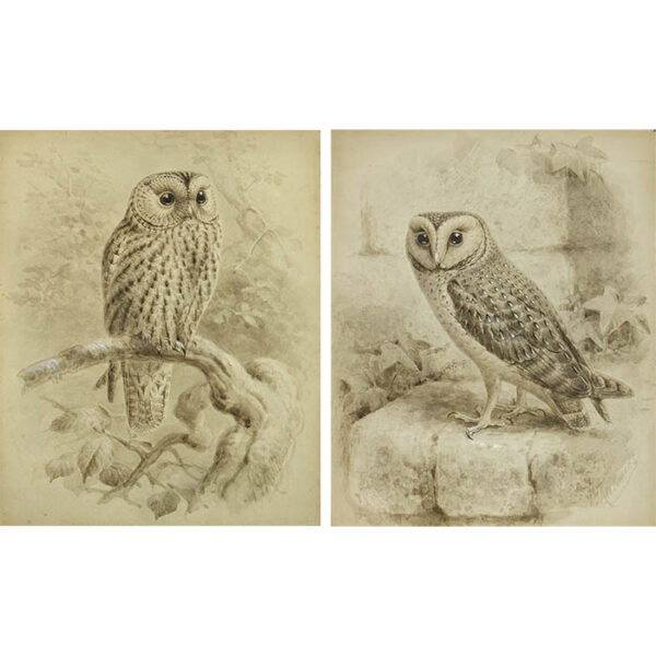 Keulemans, Pair of Natural History Studies of Owls
