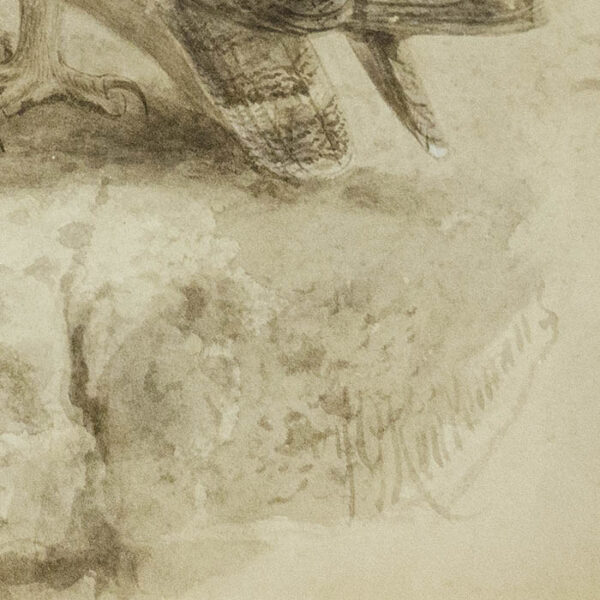 Keulemans, Natural History Study of Owl, detail