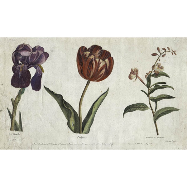 Iris Flambé, Tulippe, Laurier St. Antoine
