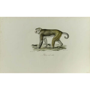 Rhésus Male Adulte [Adult Male Rhesus Monkey]
