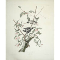 Downy Woodpecker, Picus Pubescens (Plate CXII) from The Birds of America