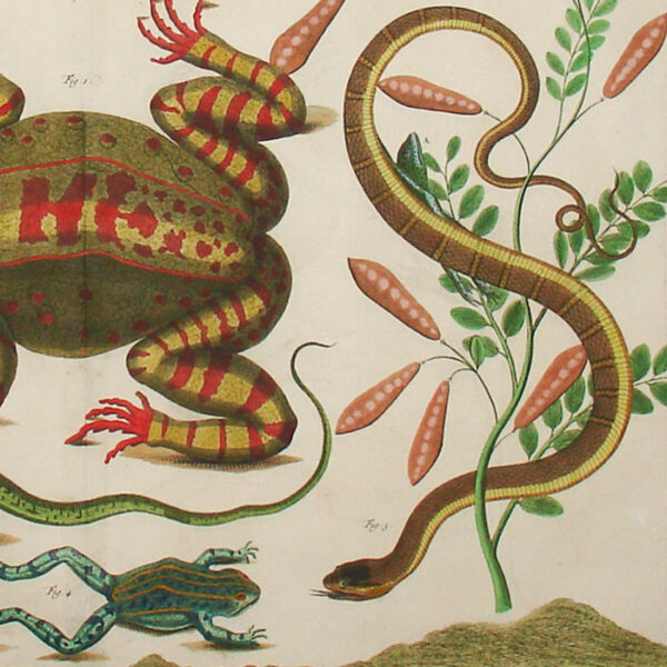 Seba, [Frogs, Lizard, and Snake] Plate LXXV, detail