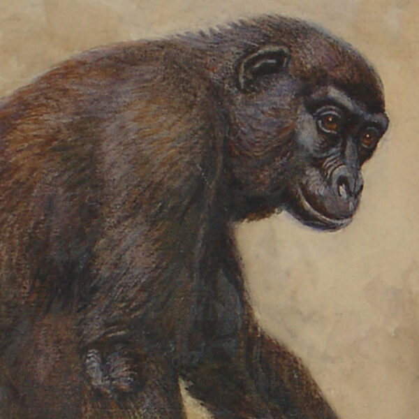 Life Study of a Young Female Gorilla, detail