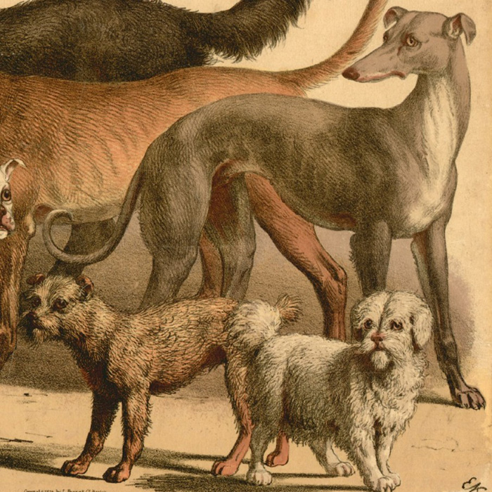 Domestic Dogs Detail 2