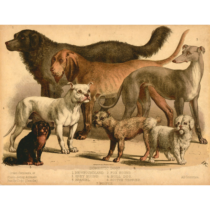 Domestic Dogs Main
