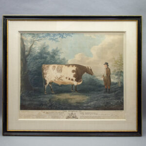 The Durham Ox, engraving